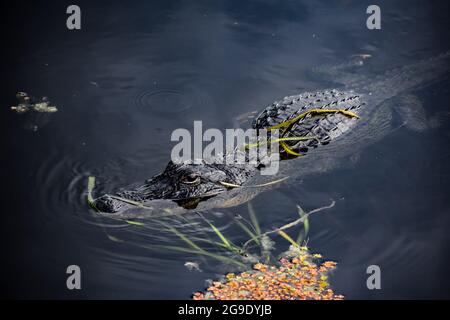 Alligator schwimmend im Wasser des Sumpfes Stockfoto