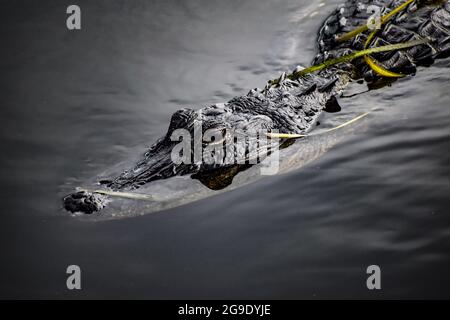 Alligator schwimmend im Wasser des Sumpfes Stockfoto