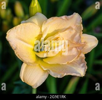 'Jean Swann' Daylily, Daglilja (Hemerocallis) Stockfoto