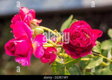 'Munstead Wood, Ausbernard' Englische Rose, Engelsk ros (Rosa) Stockfoto