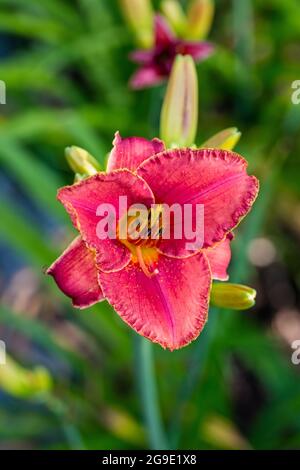 "Forsyth Doppel Datum "Daylily, Daglilja (Hemerocallis) Stockfoto