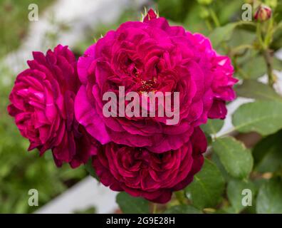 'Munstead Wood, Ausbernard' Englische Rose, Engelsk ros (Rosa) Stockfoto