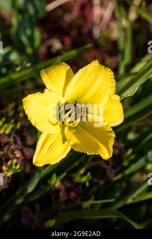 'Green Flutter' Daylily, Daglilja (Hemerocallis) Stockfoto