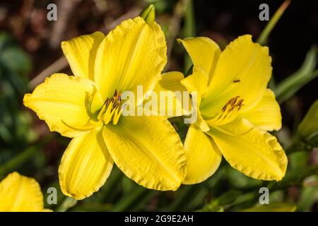 'Green Flutter' Daylily, Daglilja (Hemerocallis) Stockfoto