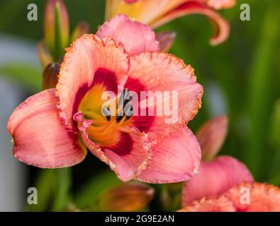 'Strawberry Candy' Daylily, Daglilja (Hemerocallis) Stockfoto