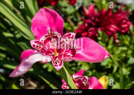 „Mix“-Tiger-Iris, Påfågelslilja (Tigridia pavonia) Stockfoto