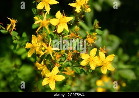 St. John Würze, Heilpflanze mit Blume Stockfoto