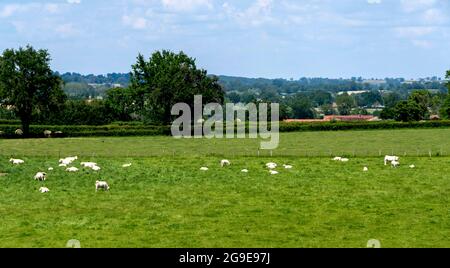 Kühe auf einem Feld in Bourbonnais Bocage. Allier. Auvergne Rhone Alpes. Frankreich Stockfoto