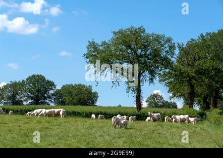 Kühe auf einem Feld in Bourbonnais Bocage. Allier. Auvergne Rhone Alpes. Frankreich Stockfoto