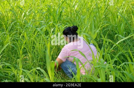 Frau schneidet grünes Gras für Hausrinder Stockfoto