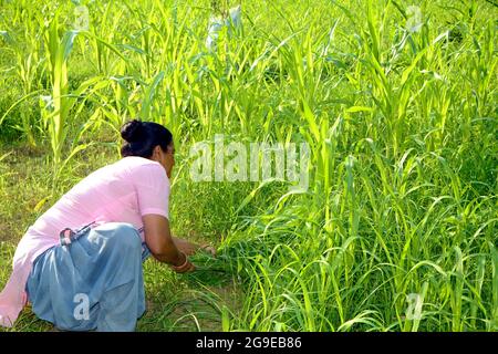 Frau schneidet grünes Gras für Hausrinder Stockfoto