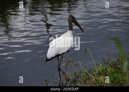 Weißer Vogel wagt am Flussufer im Sumpf Stockfoto