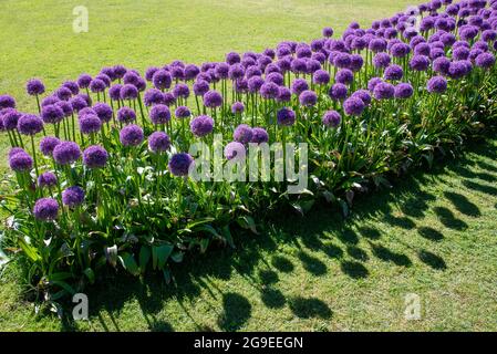 Diagonales Blumenbeet, das mit riesigen Allium-Blumen bepflanzt ist und im Frühling oder Sommer in einem formellen Garten mit grünen Rasenflächen ein farbenfrohes, violettes Display bildet Stockfoto