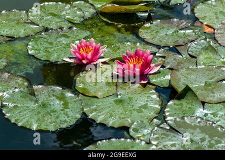 Zwei farbenfrohe rote Seerosen oder Nympaea mit grünen Seerosen schweben in einem Teich oder See in einem Gartenbau- oder Gartenkonzept auf dem Wasser Stockfoto