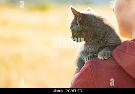 Das Kätzchen sitzt auf der Schulter einer Frau und sieht neugierig zur Seite. Stockfoto