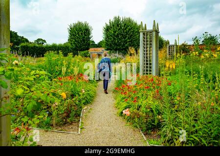 Eine ältere Dame, die im Juli im ummauerten Rosengarten des Wynyard Country House Hotel Tees Valley Englan auf einem Fußweg durch blühende Blumen geht Stockfoto