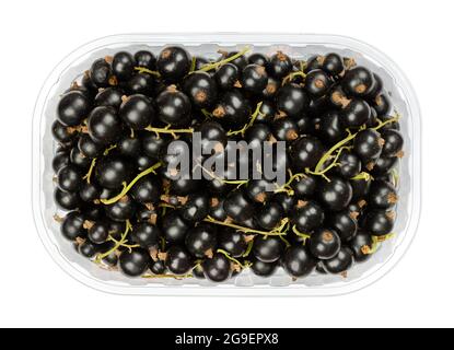 Schwarze Johannisbeeren, in einem Plastikbehälter. Frische reife schwarze Johannisbeeren, bekannt als Cassis, kugelförmige essbare Früchte von Ribes nigrum. Stockfoto