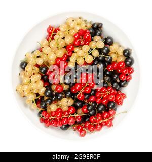 Johannisbeeren, in einer weißen Schüssel. Frische und reife weiße Johannisbeere, rote Johannisbeere und schwarze Johannisbeere, kugelförmige Früchte der Rebsorte Ribes. Süße Früchte. Stockfoto