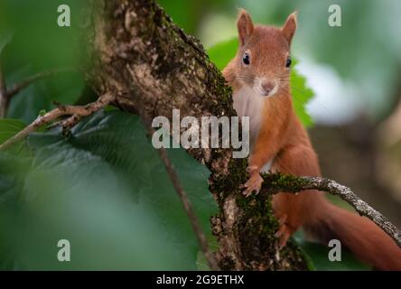 München, Deutschland. Juli 2021. Ein Eichhörnchen sitzt in einem Baum. Quelle: Sven Hoppe/dpa/Alamy Live News Stockfoto