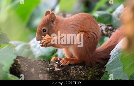 München, Deutschland. Juli 2021. Ein Eichhörnchen sitzt in einem Baum und frisst eine Walnuss. Quelle: Sven Hoppe/dpa/Alamy Live News Stockfoto