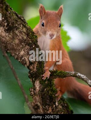 München, Deutschland. Juli 2021. Ein Eichhörnchen sitzt in einem Baum. Quelle: Sven Hoppe/dpa/Alamy Live News Stockfoto