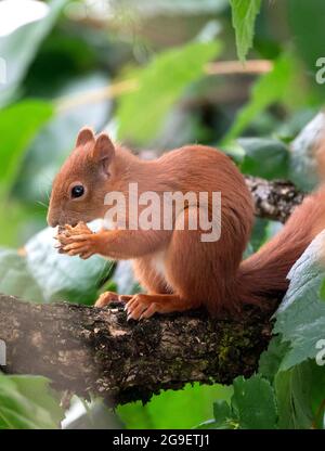 München, Deutschland. Juli 2021. Ein Eichhörnchen sitzt in einem Baum und frisst eine Walnuss. Quelle: Sven Hoppe/dpa/Alamy Live News Stockfoto