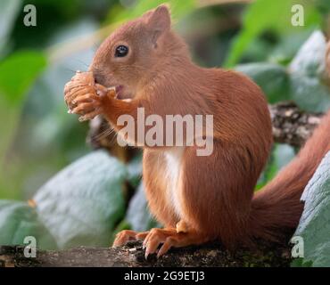 München, Deutschland. Juli 2021. Ein Eichhörnchen sitzt in einem Baum und frisst eine Walnuss. Quelle: Sven Hoppe/dpa/Alamy Live News Stockfoto