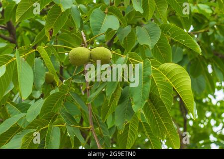 Grüne Walnuss auf Baumzweig Stockfoto