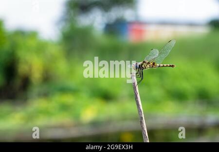 Gelbe Libelle mit schwarzen Flecken auf dem Körper, der auf einem toten Ast ruht Stockfoto