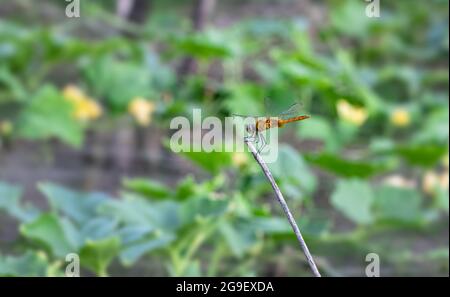 Orangefarbene Libelle, die auf einem toten Baumzweig im Wintermelonenfeld ruht Stockfoto