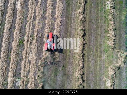 Draufsicht auf Traktor mit Heuzetteln, die trockene luzerne sammeln, um im Feld zu ballern, von der Drohne schießen Stockfoto