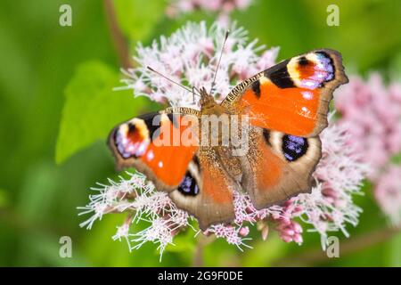 Haltern, NRW, Deutschland. Juli 2021. Ein farbenfroher Pfauenschmetterling (aglais io) breitet seine Flügel bei schönem Sonnenschein auf einer rosa Blume aus, wenn das warme Sommerwetter zurückkehrt. Kredit: Imageplotter/Alamy Live Nachrichten Stockfoto