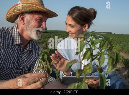 Ältere männliche Landwirt hält Pfefferpflanze erklären. Die junge Frau, die den Versicherungsvertreter mit der Tablette hält, verhandelt mit der Pfefferpflanze im Vordergrund. Stockfoto