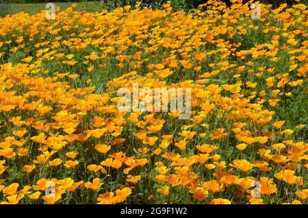 Ein Feld großen Fleck der kalifornischen Mohnblumen Eschschscholzia californica in Sonnenschein Stockfoto