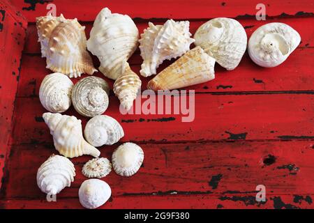 Draufsicht auf verschiedene Arten von weißen Schalen auf einem rotbraunen Holzhintergrund mit Kopierraum Stockfoto