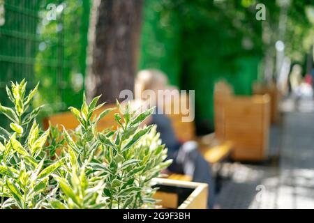 Nahaufnahme von grünen Pflanzen und verschwommener Frau, die auf einer Holzbank im Sommerpark auf grünen Bäumen und sonnigem Hintergrund mit Gras sitzt Stockfoto