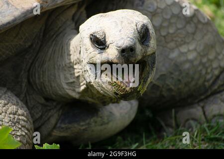 Die 100-jährige Aldabra-Riesenschildkröte, Geochelone gigantea, im Tiergarten Schönbrunn, Wien, Österreich Stockfoto