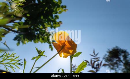 Wildflower Patch mit bunten Blumen im Garten aufgenommen an einem sonnigen Tag von unten mit blauem Himmel aufgenommen Stockfoto