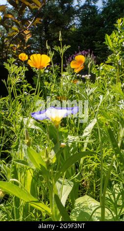 Wildflower Patch mit bunten Blumen im Garten an einem sonnigen Tag aufgenommen Stockfoto