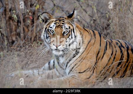 Weiblicher königlicher bengaltiger, Panthera tigris im Bandhavgarh-Nationalpark, Madhya Pradesh, Indien Stockfoto