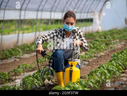 Bäuerin hockend im Gewächshaus, die Tomatenpflanzen mit Pestiziden sprüht. Junger Agronom, der im Gewächshaus arbeitet und eine schützende Gesichtsmaske trägt. Stockfoto