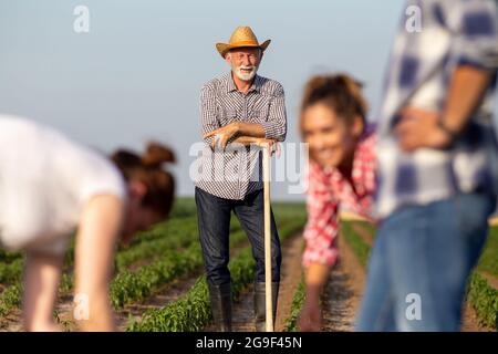 Drei junge Bauern, die im Vordergrund auf dem Feld arbeiten. Senior Farmer, die Pause machen und sich auf die Gartenhacke stützen, die kariertes Hemd und Strohhut in der Hinterbeine trägt Stockfoto