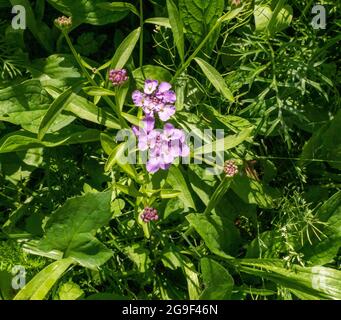 Wildflower Patch im Garten mit Nahaufnahme von Purple Flower Stockfoto