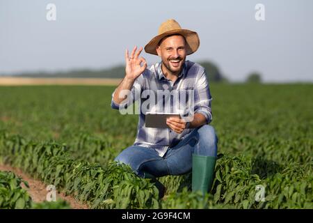 Junger männlicher Agronom hockend im Gemüsefeld mit Tablette. Attraktiver Mann lächelt der Kamera zu und zeigt ein Schild, das in Ordnung ist. Stockfoto