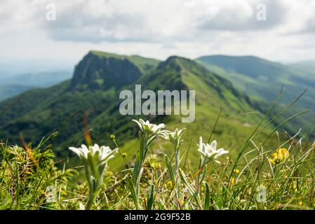 Leontopodium alpinum subsp. Nivalis, ein von edelweiss geschützter Blütenarten im UNESCO-Biosphärenreservat Kozya Stena, Zentralbalkan, Bulgarien, Europa Stockfoto