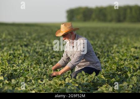 Leitender Agronom, der im Sojafeld mit Strohhut arbeitet. Ältere Bauern hocken beim Pflücken und überwachen Pflanzen. Stockfoto