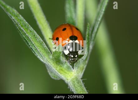 Der Siebenfleckige Marienkäfer (Coccinella septempunctata) hat eine Beute gefangen, Wallis, Schweiz Stockfoto