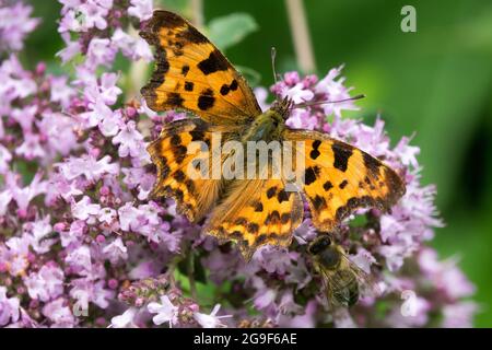 Comma Polygonia c-Album Butterfly auf Wild Majoran Origanum vulgare Flower Stockfoto