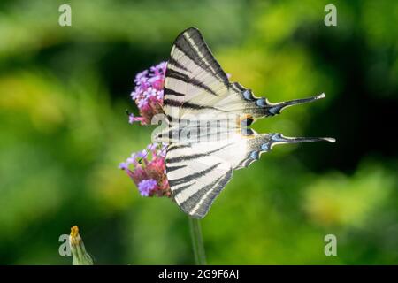 Iphiclides podalirius Schmetterling, der an Verbena bonariensis knappem Schwalbenschwanz füttert Stockfoto