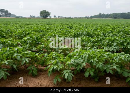 Eine Kartoffelernte im frühen Blatt auf einem Feld Stockfoto